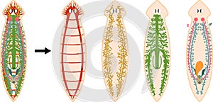 Nervous, Reproductive, Digestive and Excretory system of planaria flatworm photo